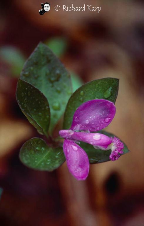 Fringed Polygala