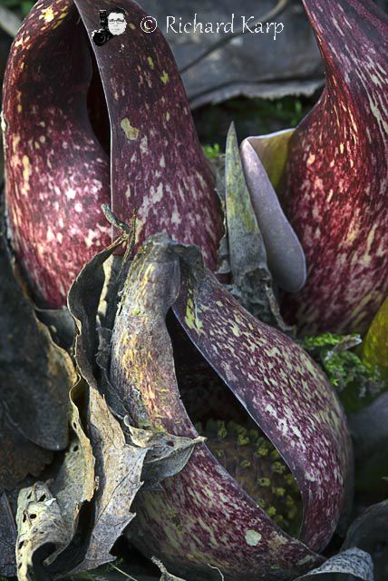 Skunk Cabbage