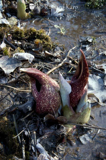 Skunk Cabbage