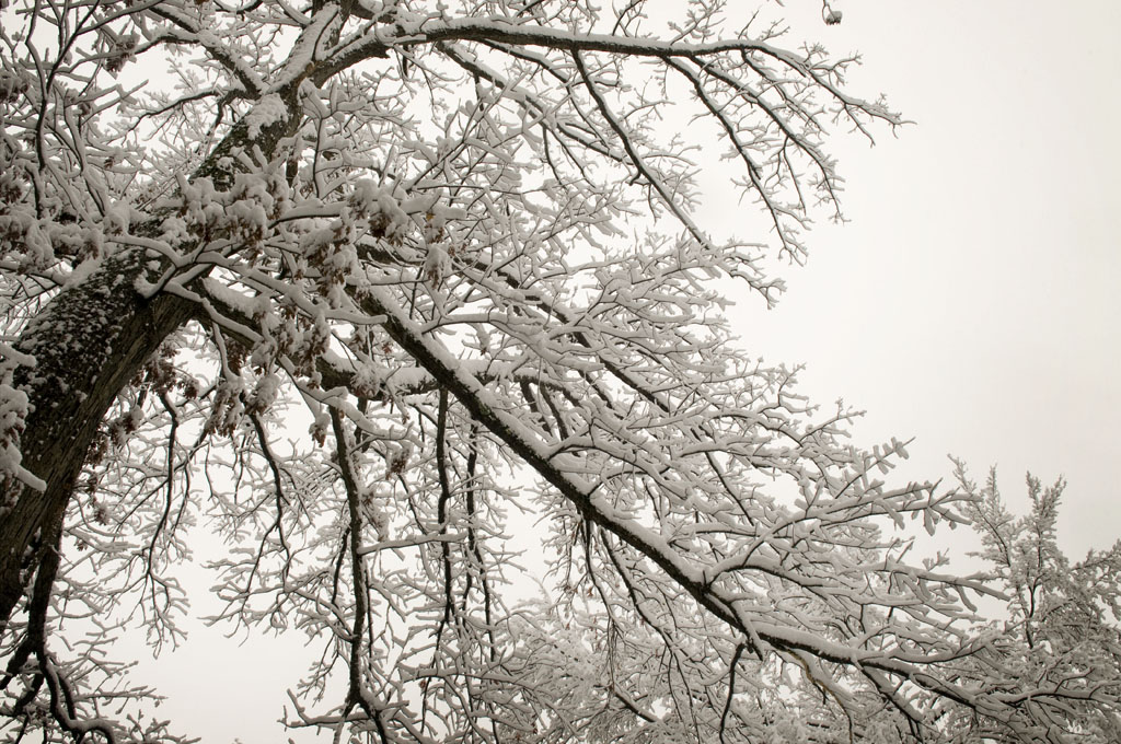 Branches with Snow 2011