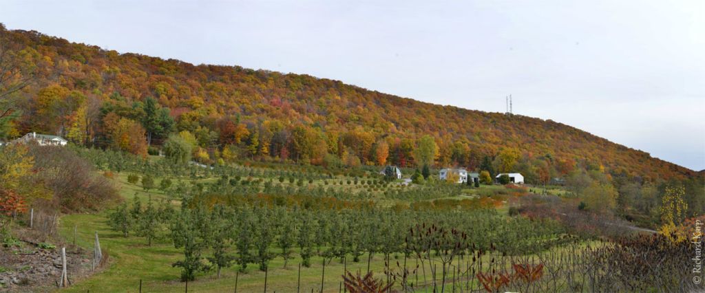 Steinbacher Orchard, Bastress Mountain.   2015   (c) Richard Karp