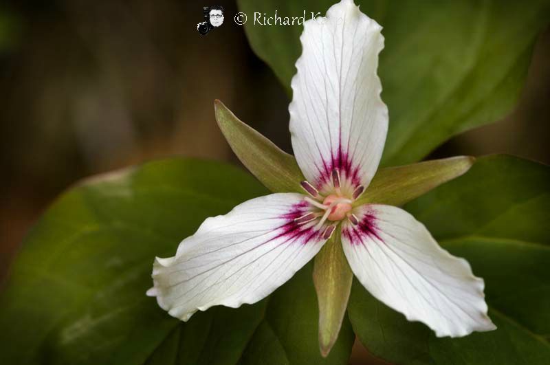 Trillium