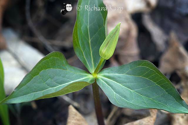 Trillium