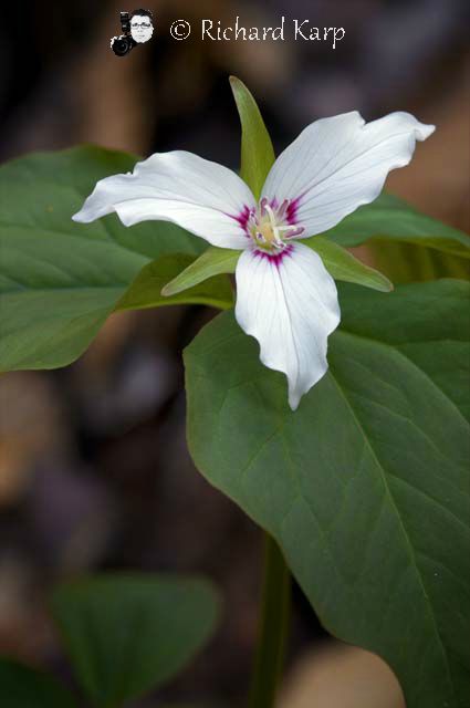 Trillium