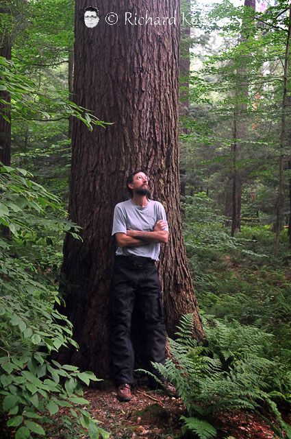 David and tree