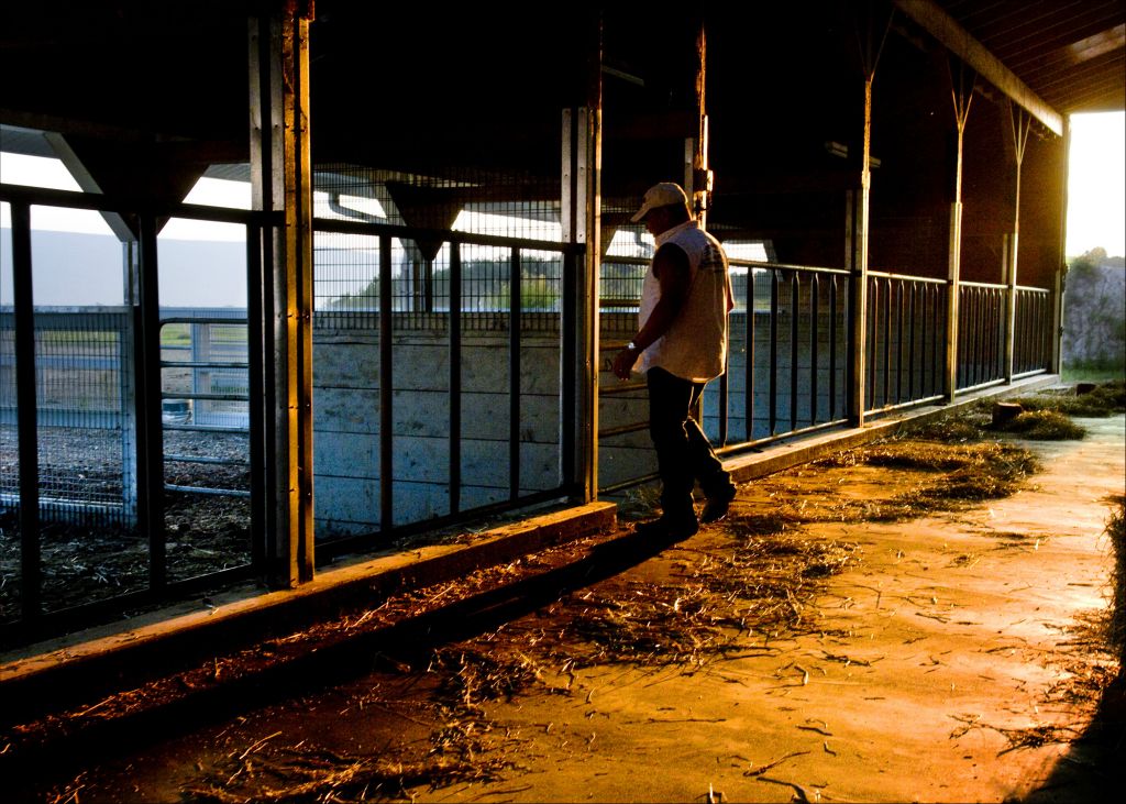 Charlie in the horse barn Muncy PA 2010  © Richard Karp