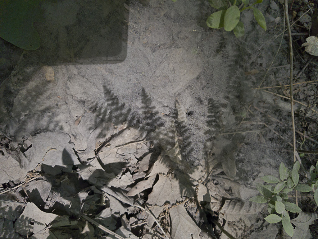 frack dust and fern shadow