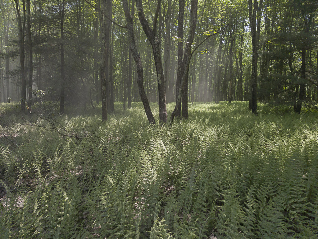 Dust filled woods
