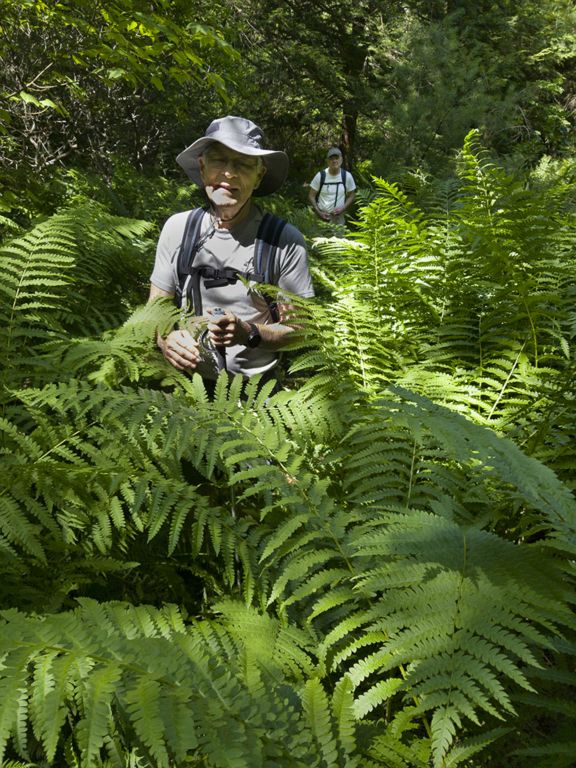 Giant ferns