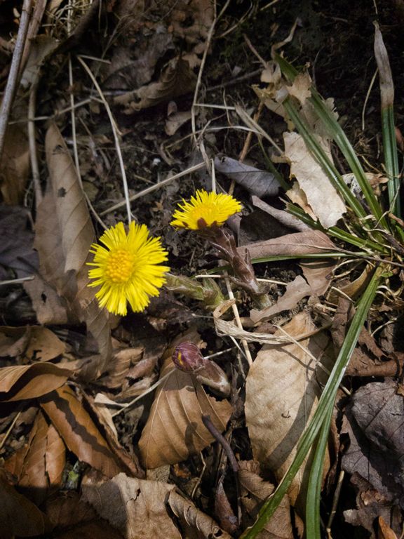 Coltsfoot - Tussilago farfara
